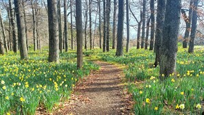 A forest path surrounded by daffodils and trees. -  Country Cottage Delight in the Hurunui.
(Spotswood/Cheviot)
 (Spotswood)