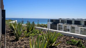 Un jardin sur le toit, agrémenté de cactus, offrant une vue sur l’océan et les bâtiments modernes.