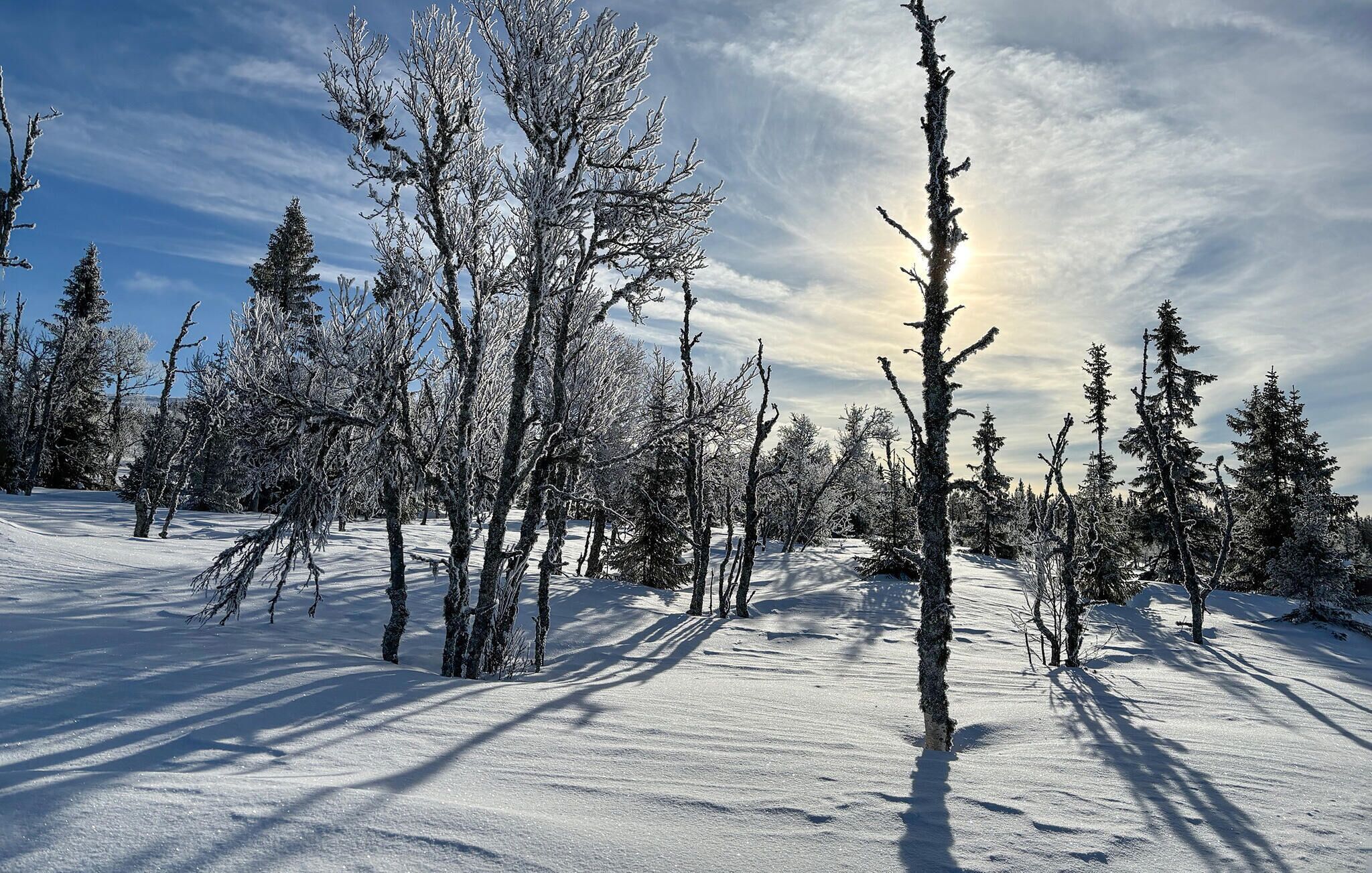 Ein verschneiter Wald mit kahlen Bäumen und blauem Himmel.