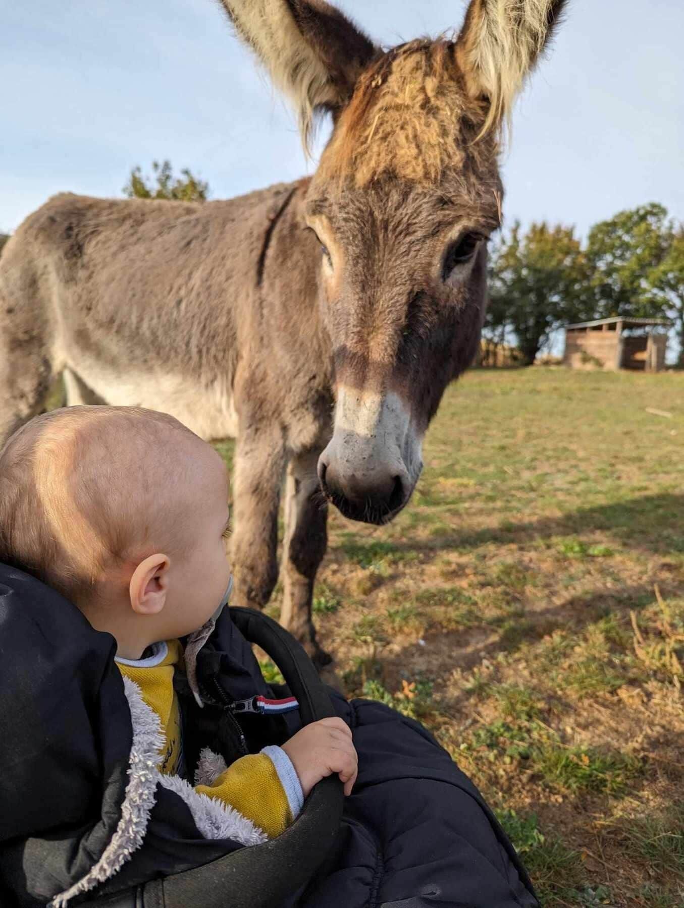 A baby sitting in a stroller next to a donkey.