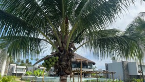 A palm tree with coconuts, a pool, and modern buildings in the background. - House with private pool in Beira Mar Condominium and private access to the beach. (São Miguel dos Milagres)