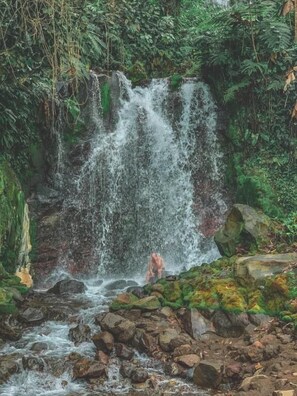 A waterfall in a lush, green forest setting.