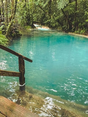 A clear view of a natural pool surrounded by dense greenery.
