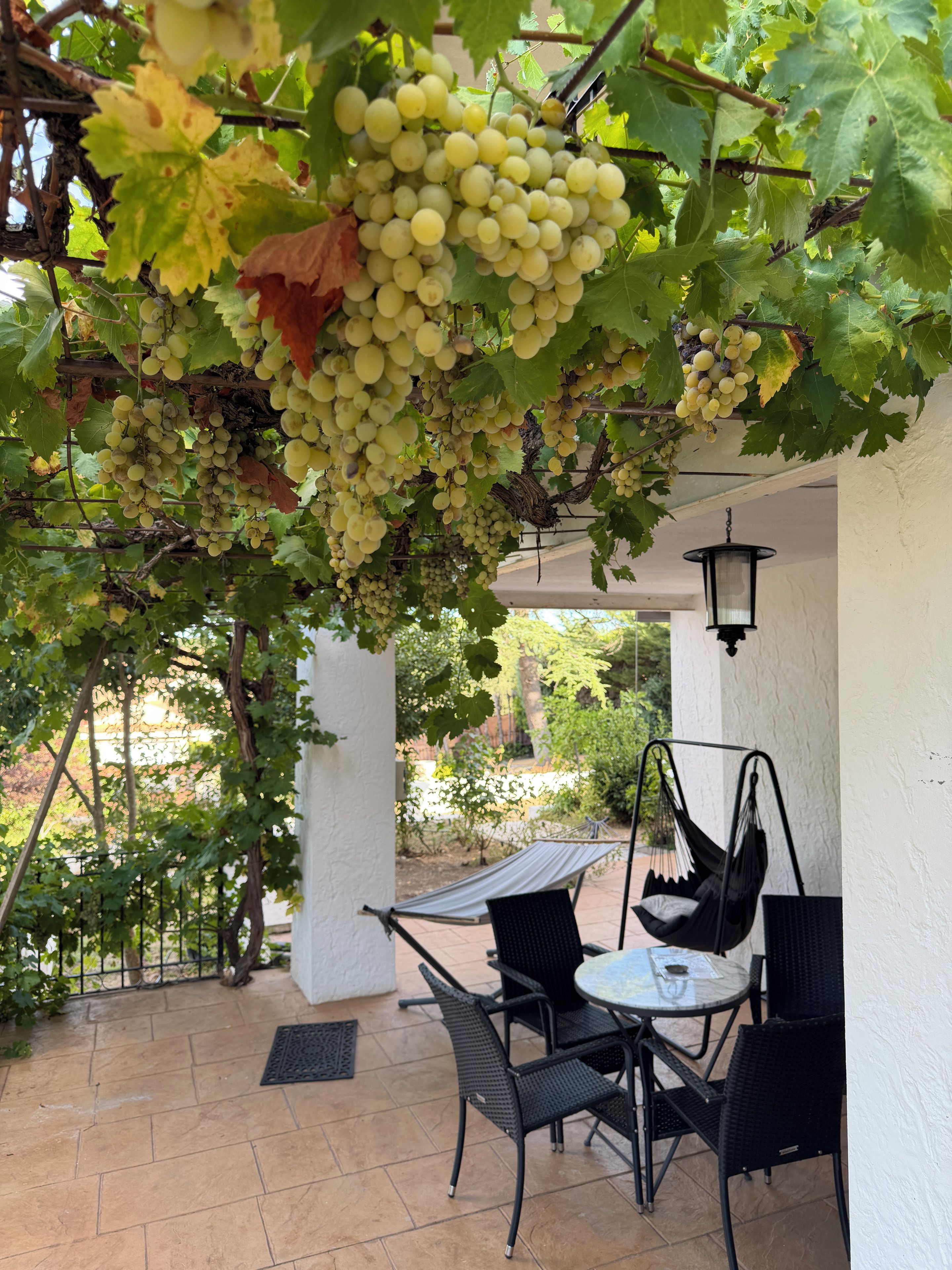 A covered outdoor seating area with a table and chairs, surrounded by a pergola with grapevines.