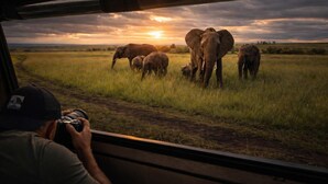 A person taking a photo of elephants in a field. - Kapoto Camp (Maasai Mara)
