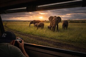 Safari