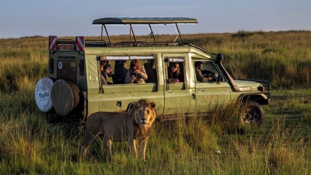 A safari vehicle with passengers and a lion in a grassy field. - Kapoto Camp (Maasai Mara)