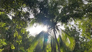 A lush garden with various tropical plants and a metal fence. - Modern 1-bedroom apartment with AC, WiFi and Kitchen in beautiful Negril . (Negril)