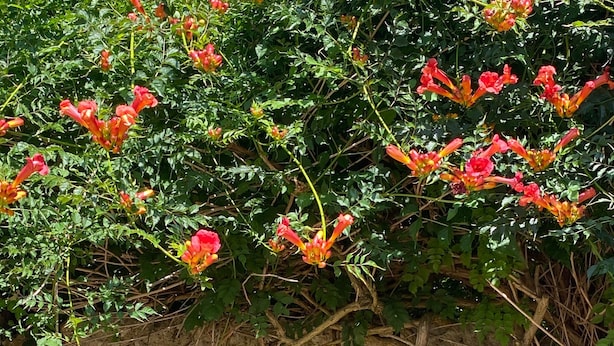 Une arche en pierre surmontée d’un portail en métal, le tout entouré de verdure et de plantes en fleurs.