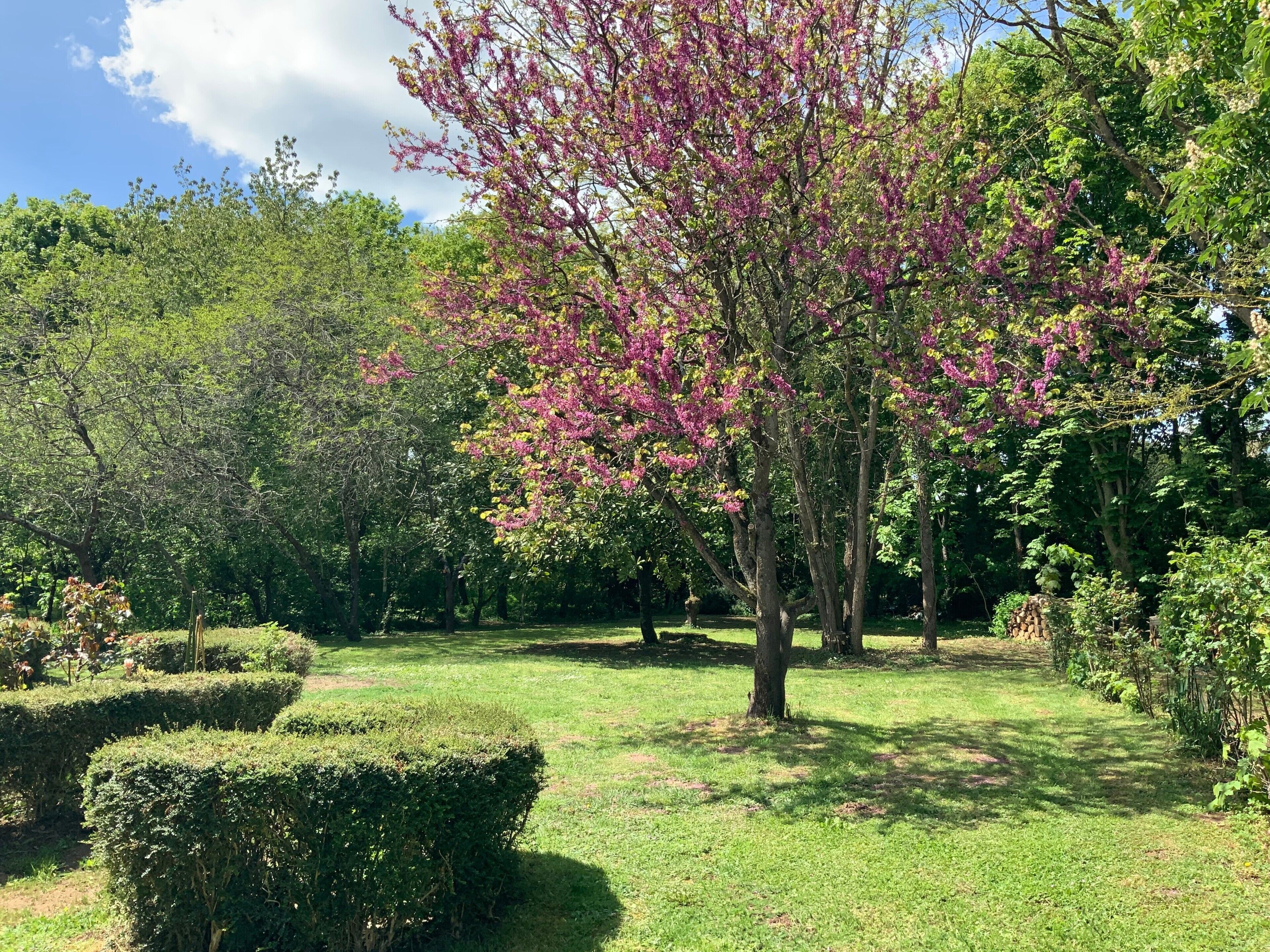 Ein Park mit gepflegten Hecken, Bäumen und blauem Himmel.