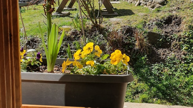 De la fenêtre, on peut admirer un paysage montagneux aux sommets enneigés, un jardin parsemé de fleurs jaunes et une clôture en bois.