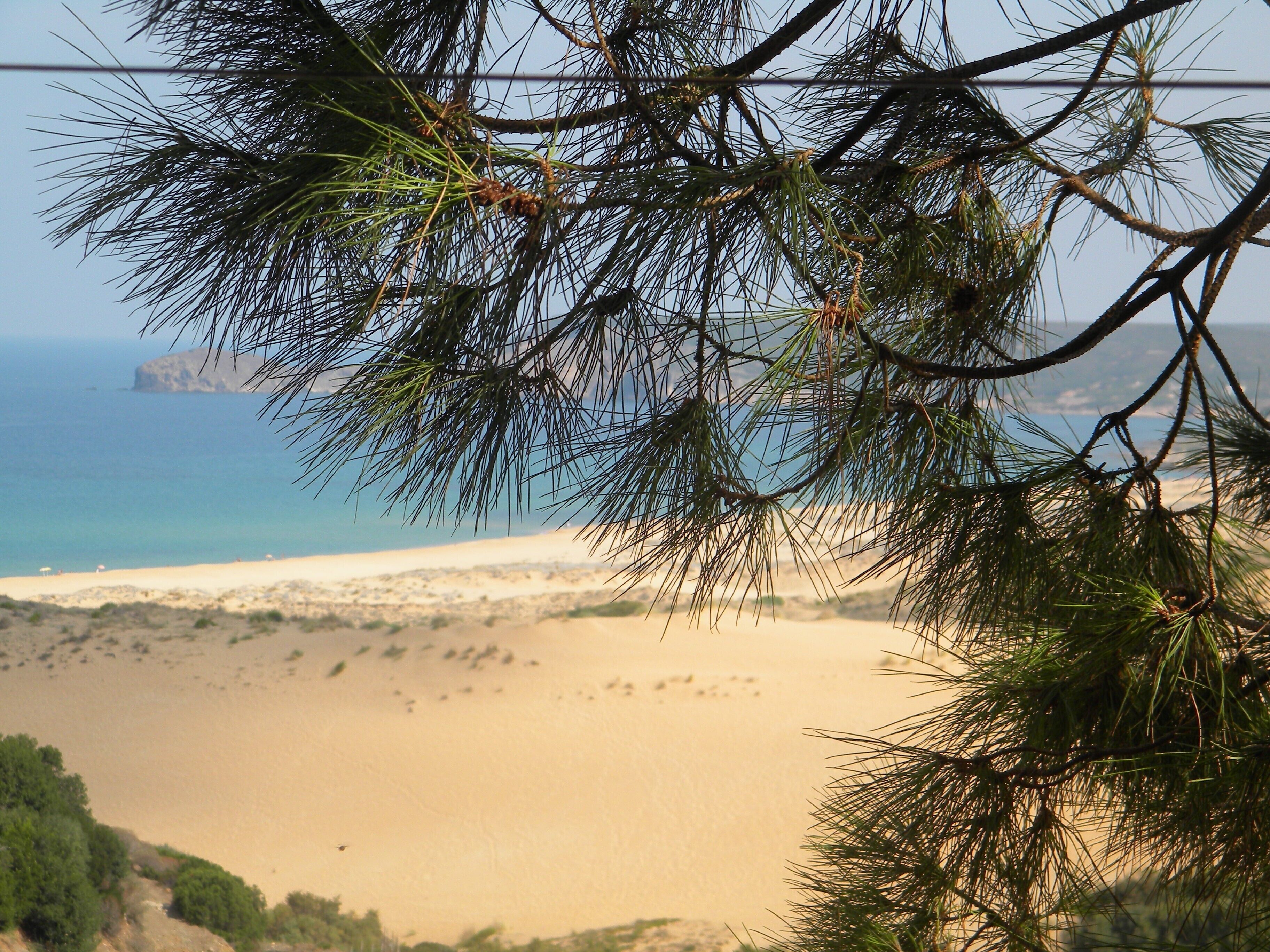 Eine Küstenlandschaft mit Strand, Klippe und Kiefernästen, die den Blick einrahmen.