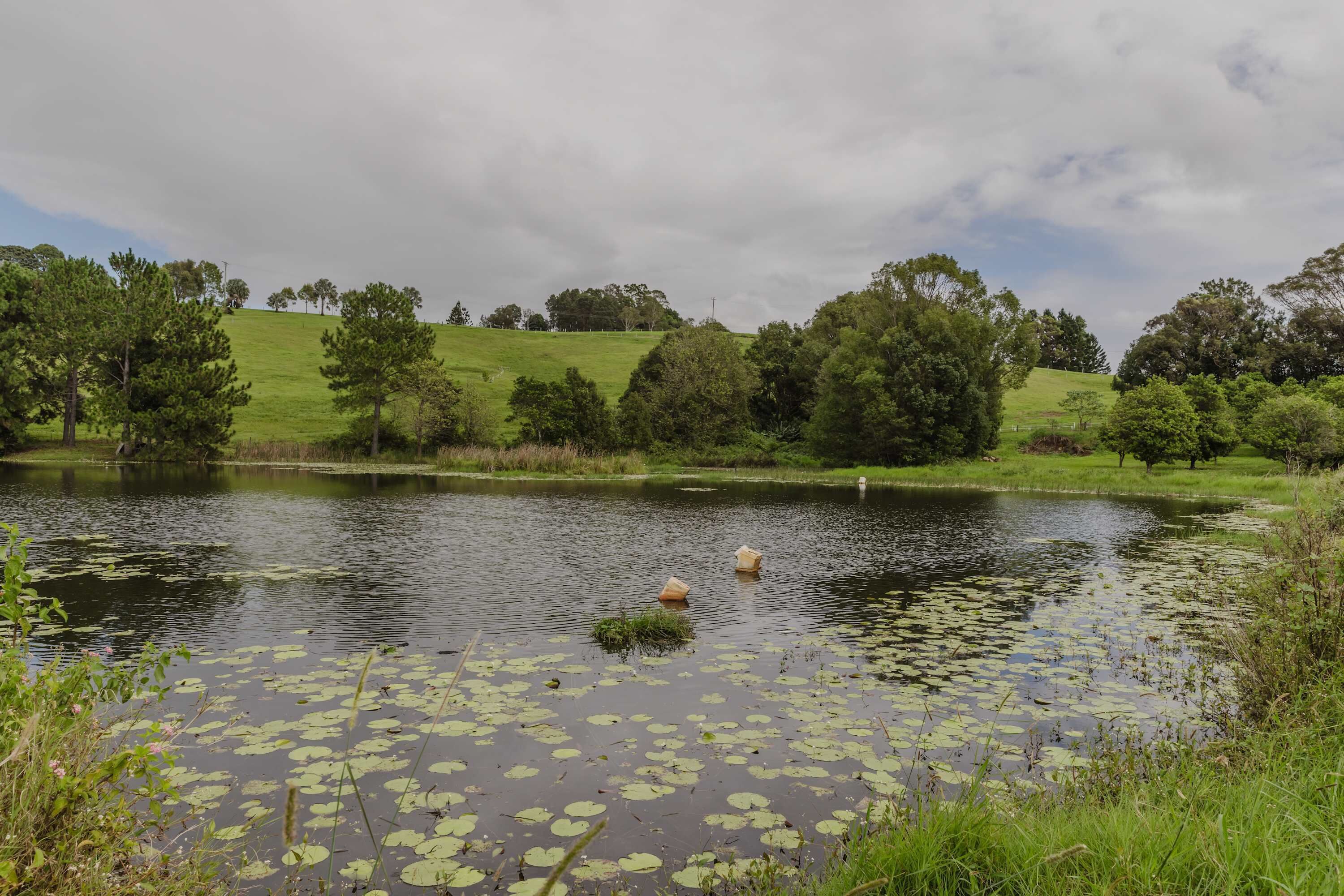 A tranquil pond surrounded by lush greenery and trees.