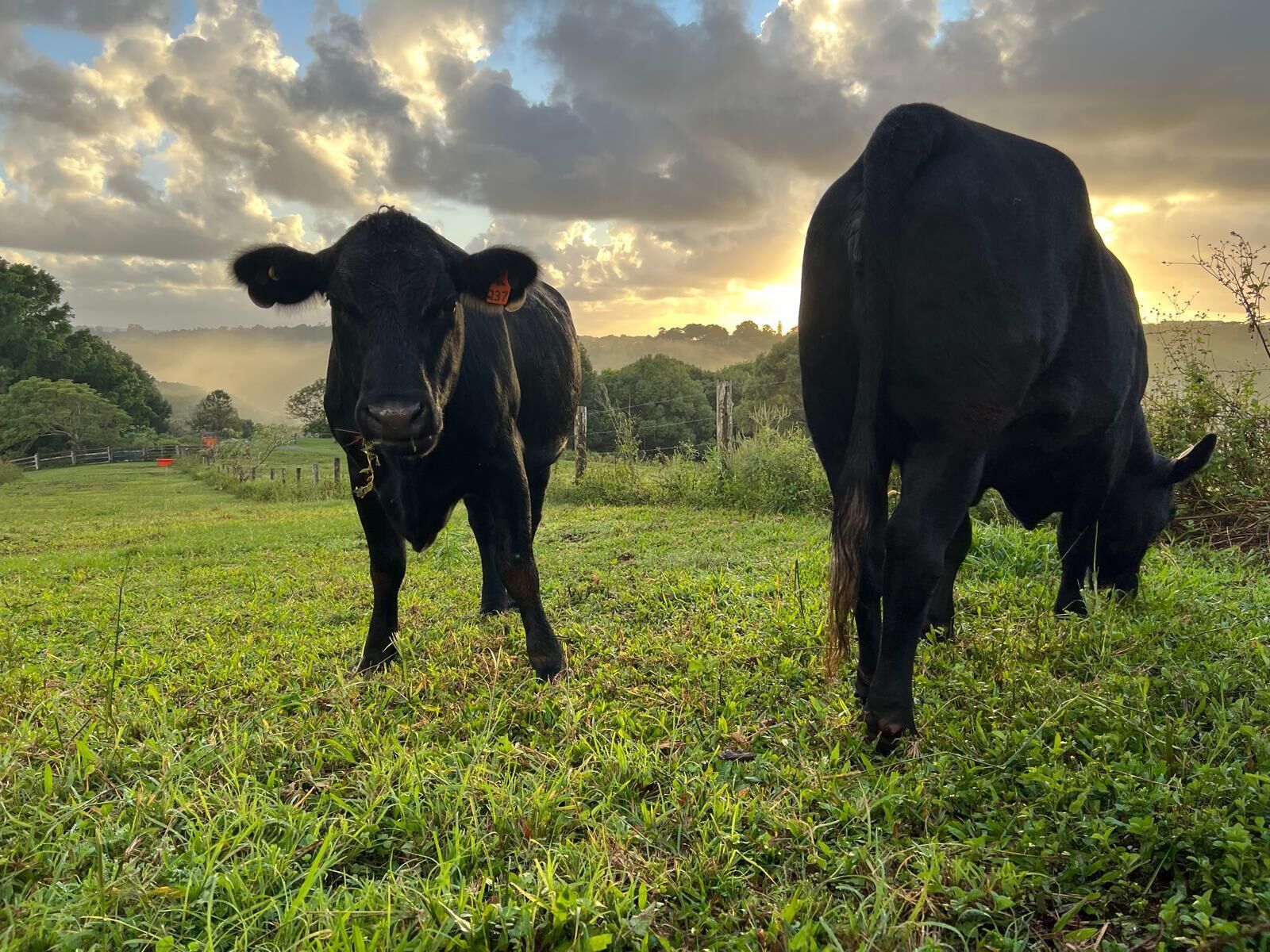 Deux vaches noires paissent dans un champ verdoyant sous un ciel nuageux.