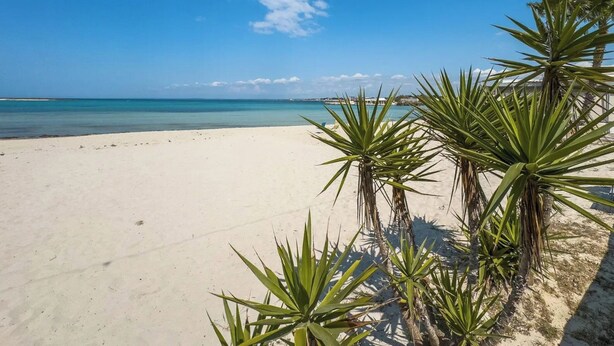 Une plage de sable blanc bordée d’une eau turquoise et cristalline. On aper çoit des palmiers au premier plan.