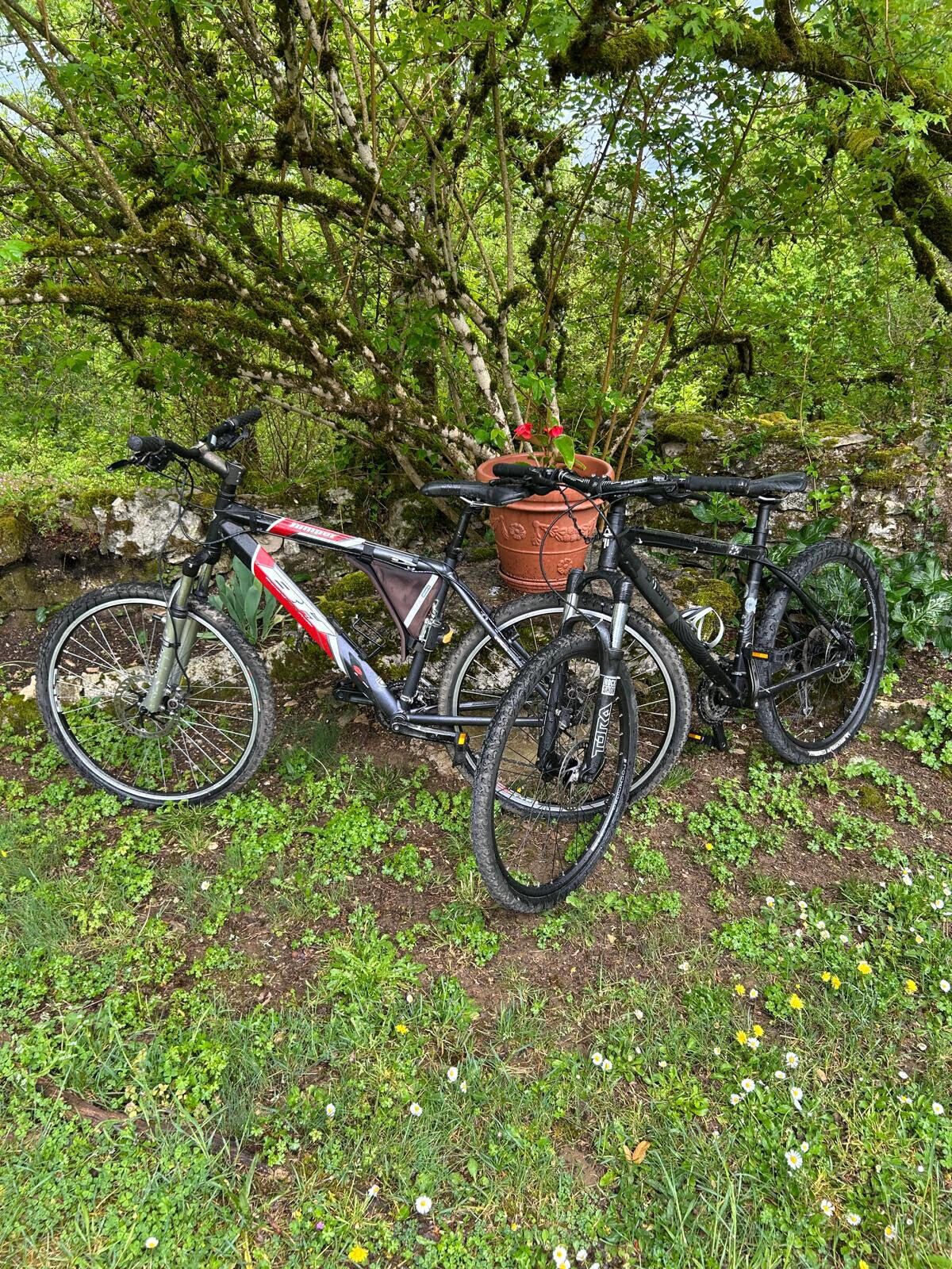 Two bicycles parked against a tree, with a potted plant nearby.