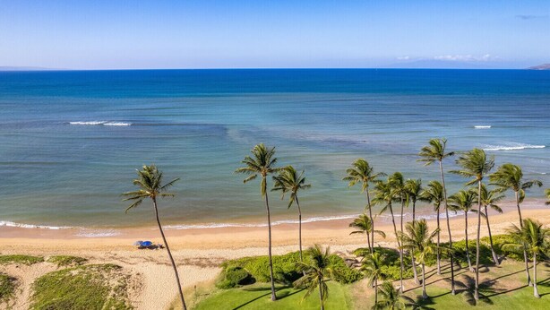 Una playa con palmeras y una vista despejada del océano.