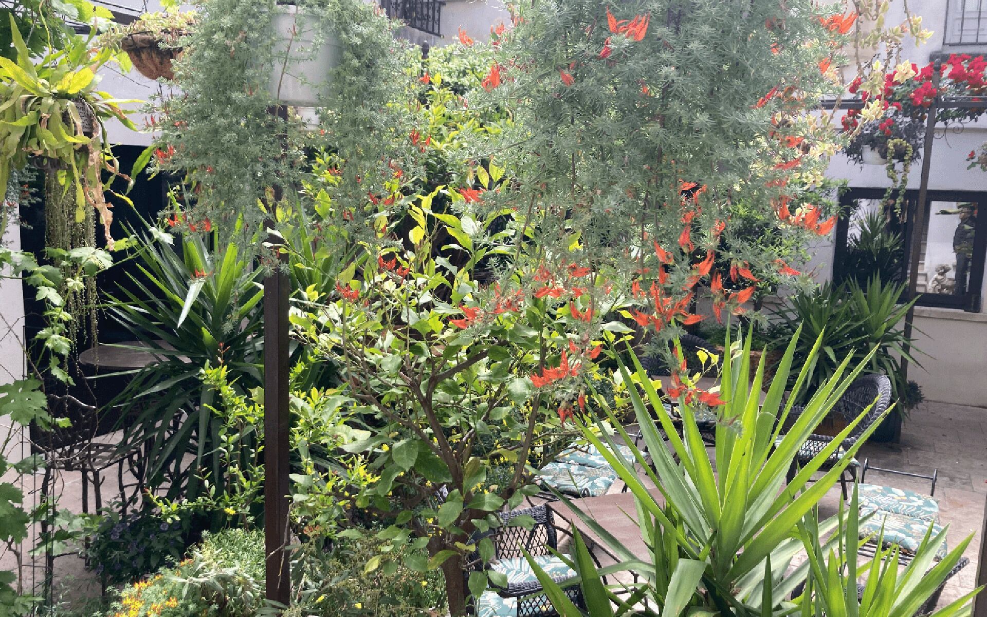 An outdoor garden area with various plants and a seating area with patterned cushions.