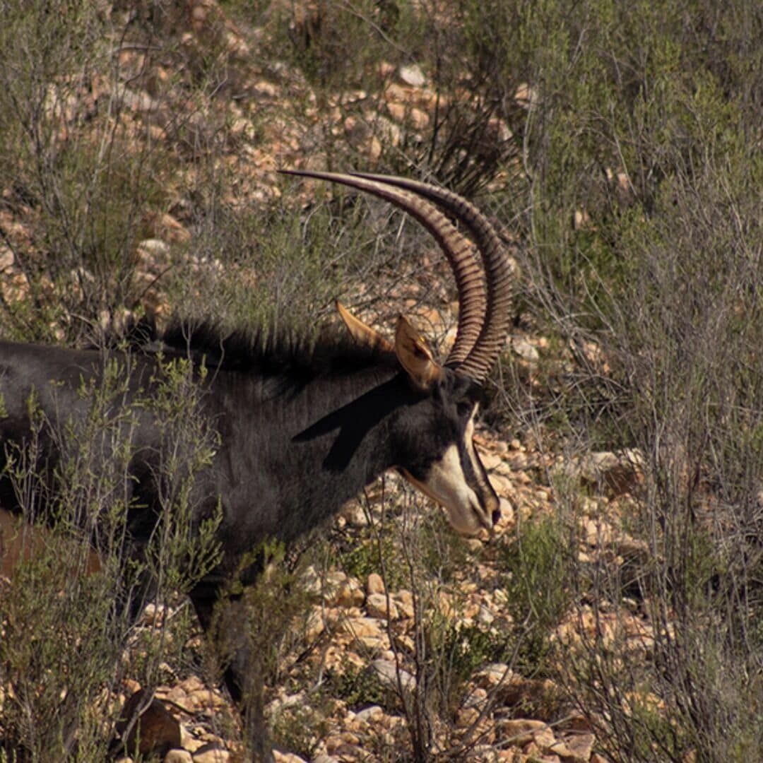 A camel with large curved horns in a natural, rocky environment.