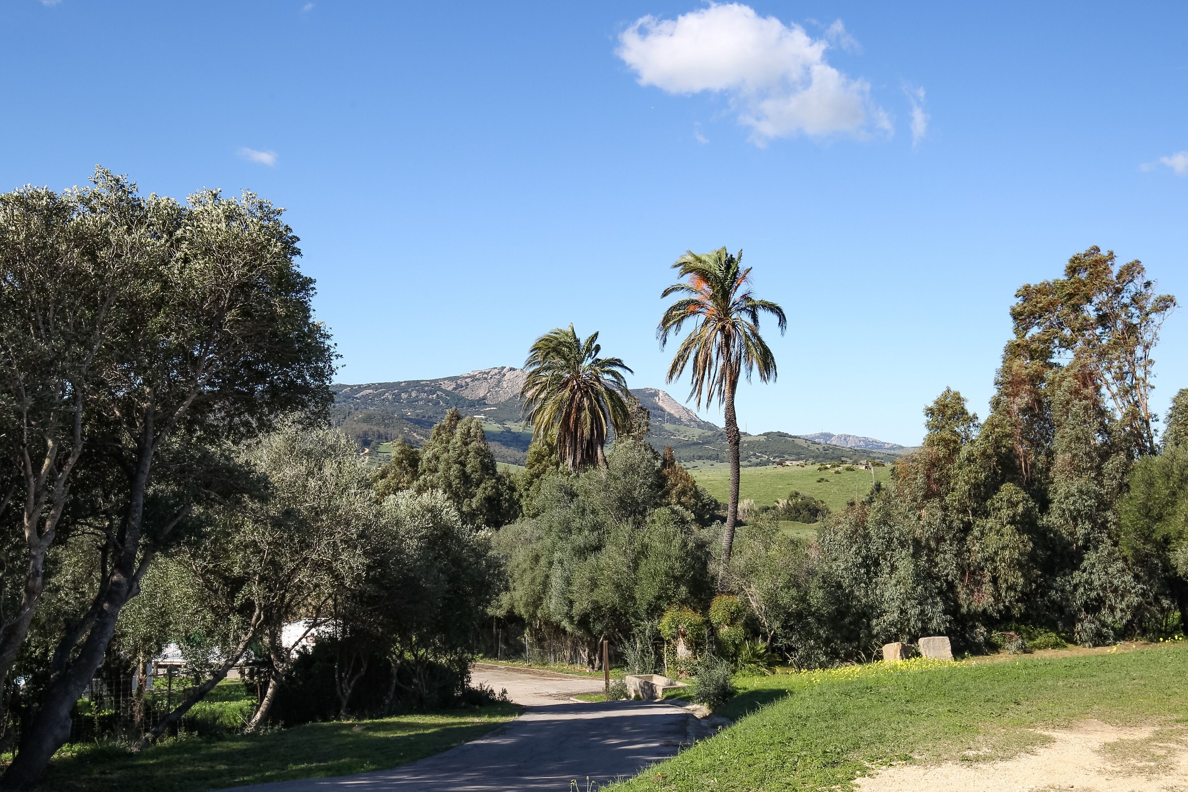 A rural road flanked by trees and a mountain in the background.