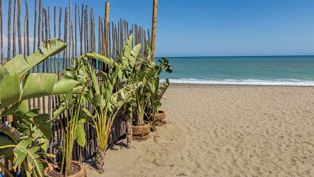 Una playa arenosa con una valla de madera y plantas de plátano.