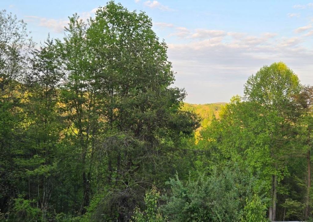 Una fitta foresta con alberi alti e un cielo sereno.