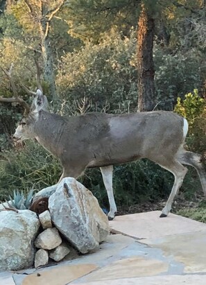 A deer statue on a stone platform surrounded by rocks and greenery. - Thumb Butte Chalet Nestled in the Mountains (Prescott)