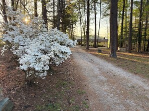A gravel path leading to a cabin surrounded by trees and a flowering bush.