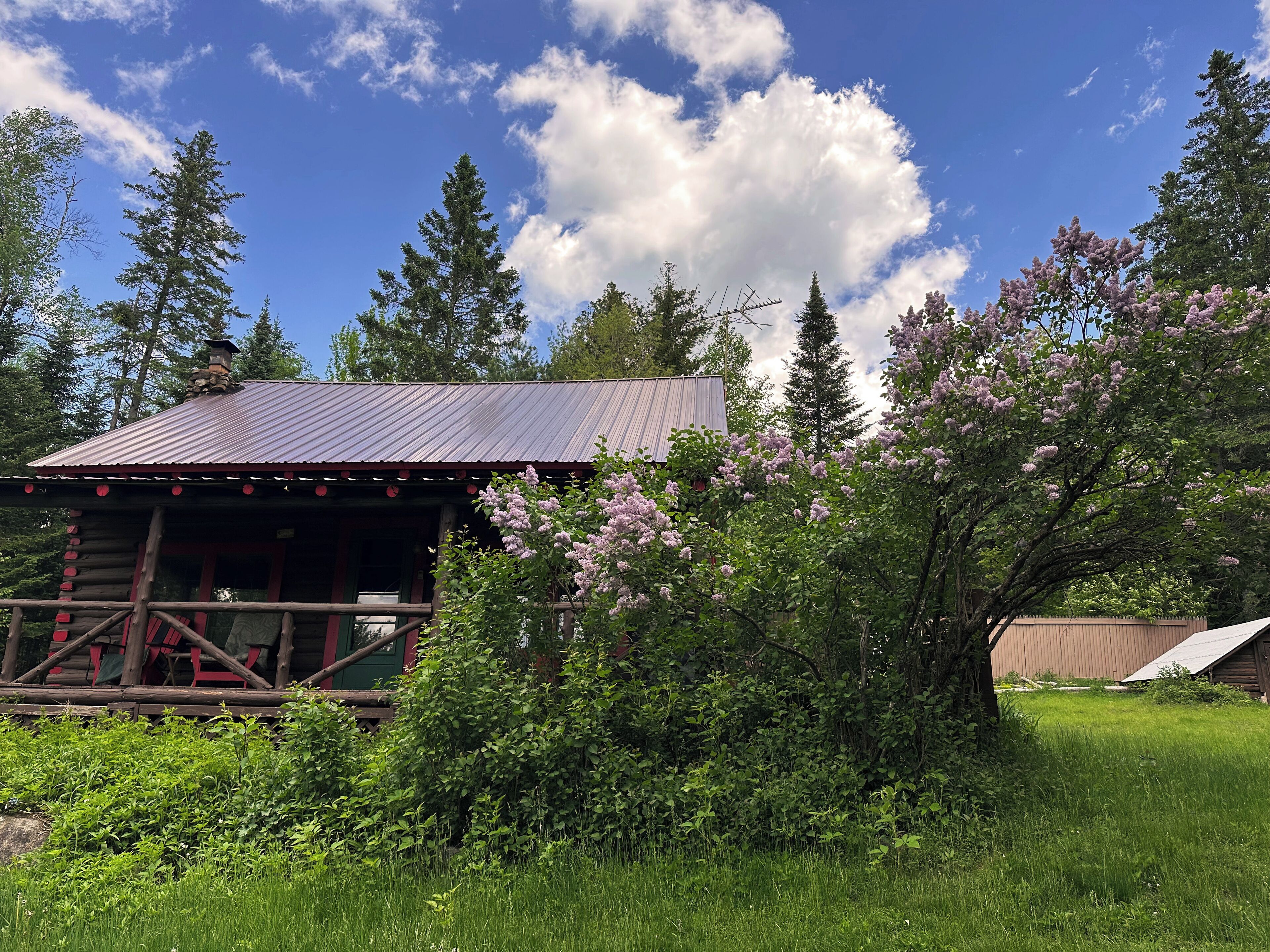 A rustic cabin with a metal roof, surrounded by lush greenery and flowering trees.