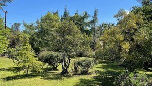 Ein üppiger Garten mit verschiedenen Bäumen und Sträuchern, einem strahlend blauen Himmel und einem gepflegten Rasen.