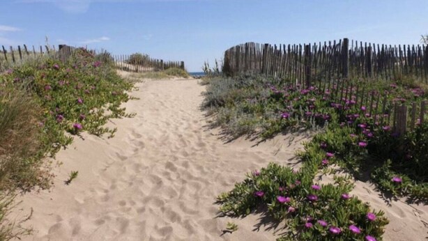 Un sentier sablonneux bordé de clôtures en bois et de fleurs violettes.