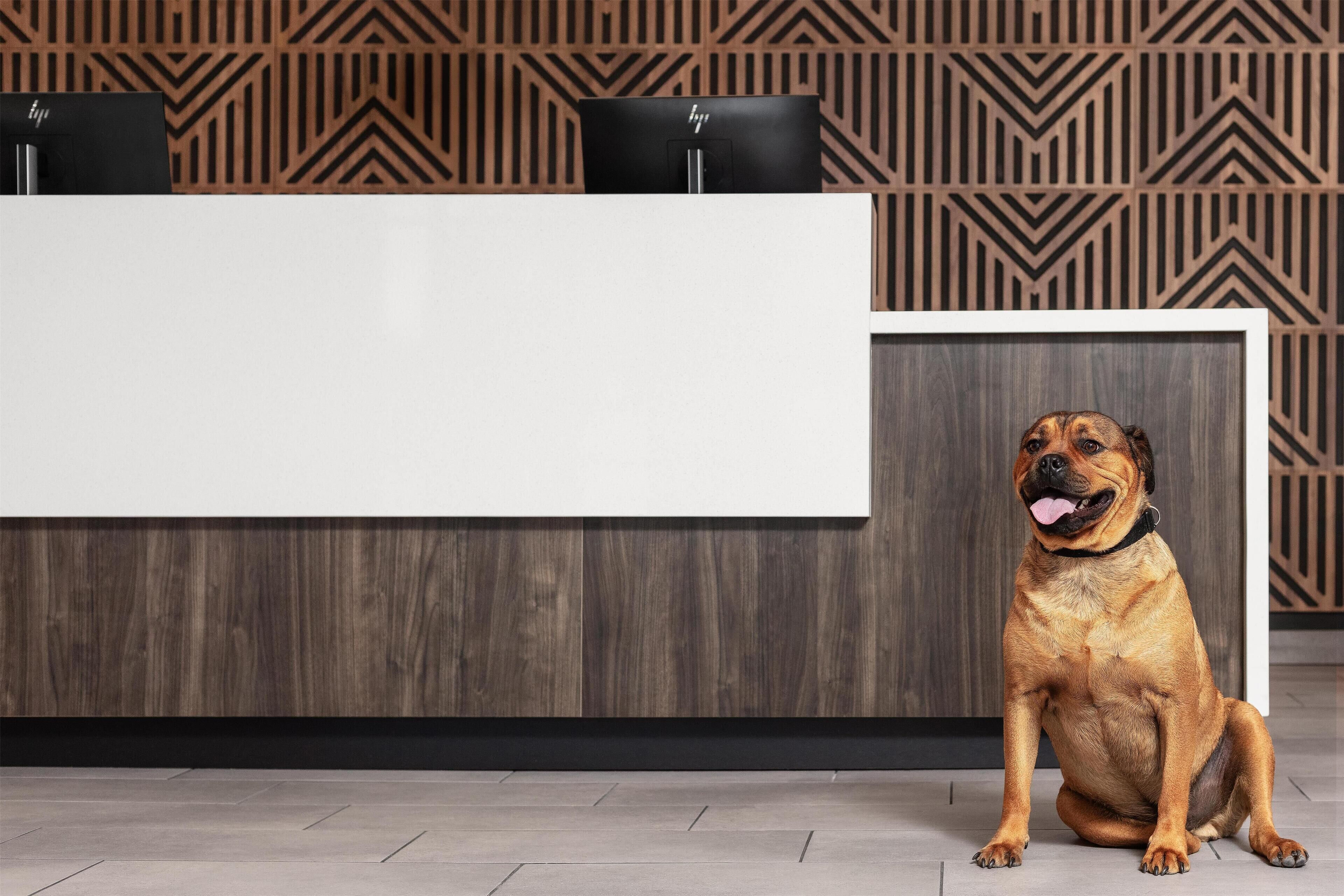 Un comptoir d’accueil au design moderne, un chien assis devant, et un mur à motifs en arrière-plan.