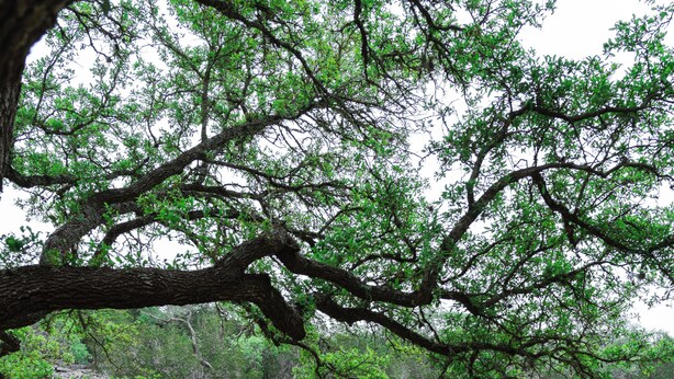 A grassy area with a stone fire pit and chairs, surrounded by a rocky cliff and trees. - Cosy 1-bedroom cottage with spring-fed creek and spectacular views (Kerrville)