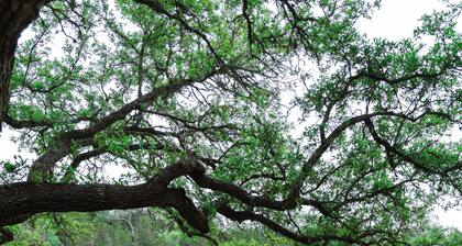 Cosy 1-bedroom cottage with spring-fed creek and spectacular views