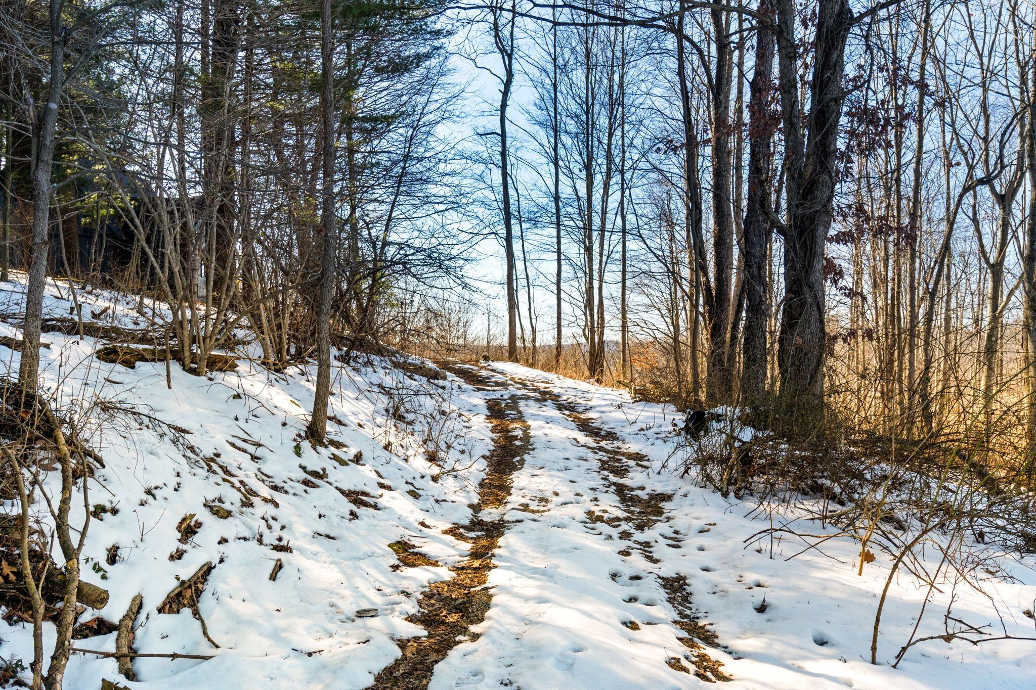 A snowy forest trail with bare trees and a clear sky.