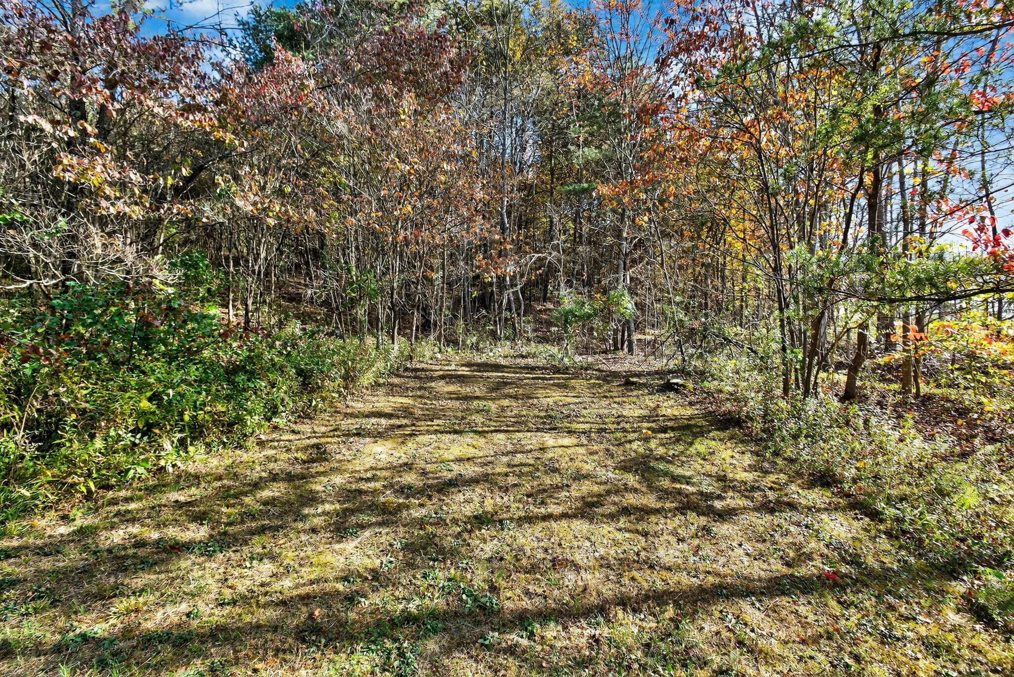 A forested path with trees displaying autumn foliage.