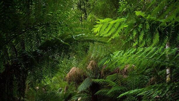 A forested path with dense ferns and a staircase leading upwards.