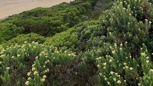 A coastal landscape with a beach, dense green vegetation, and a cloudy sky.