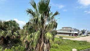 Ein Wohngebiet mit einer großen Palme, einer Holzterrasse und Häusern im Hintergrund.