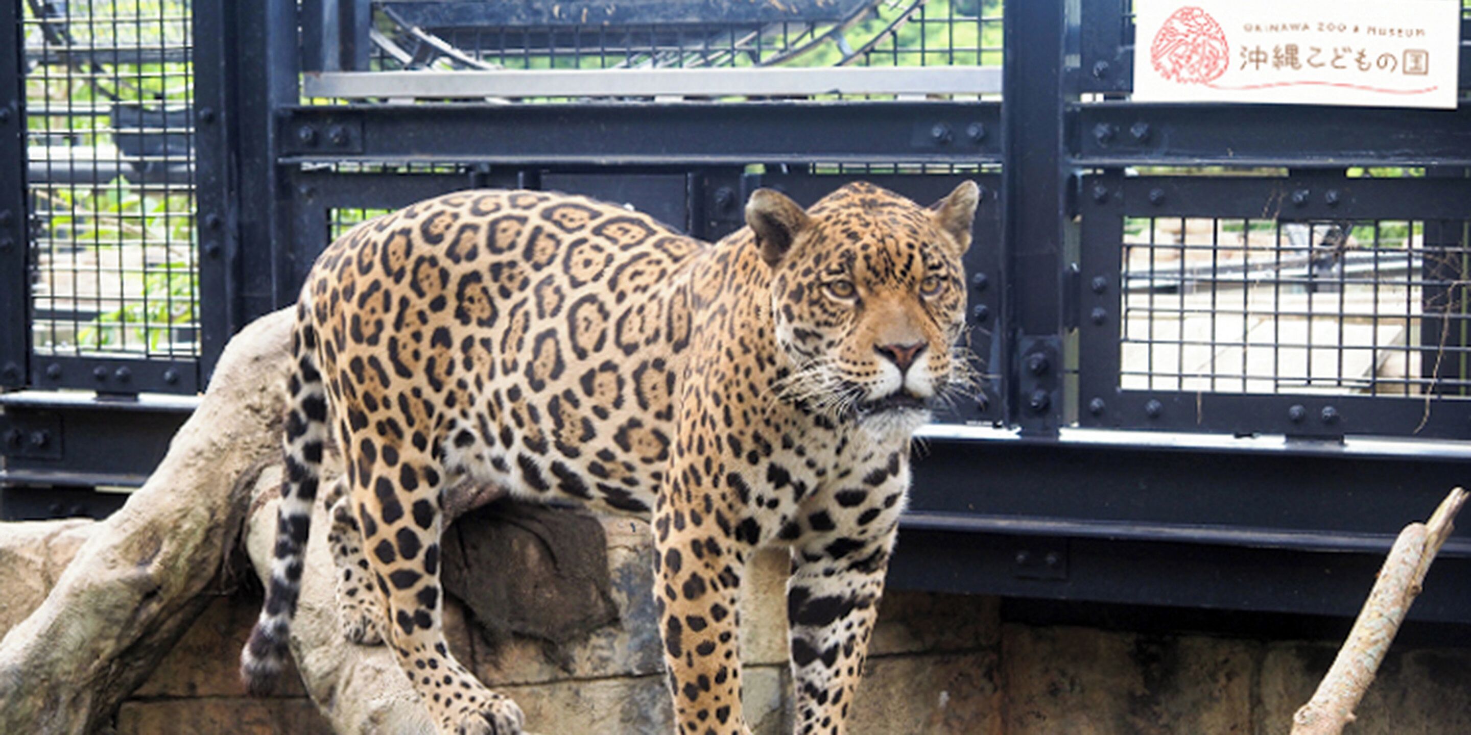 A leopard in a zoo enclosure with metal bars and a stone wall.