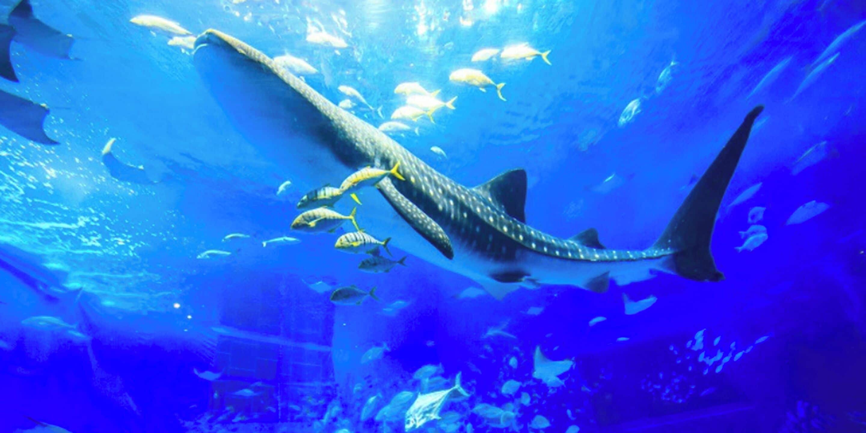 An aquarium with a large shark swimming among smaller fish.