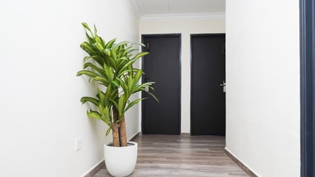 A hallway with a potted plant, wooden flooring, and two dark doors. - Anta Hotel  (Johor Bahru)