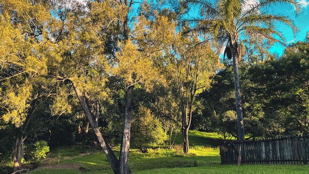 A natural landscape with trees and a wooden fence. - Tropical retreat with pool, Mineral spa & games room! (Mudgeeraba)