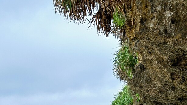 Una playa con agua turquesa cristalina, un acantilado rocoso y una palmera.