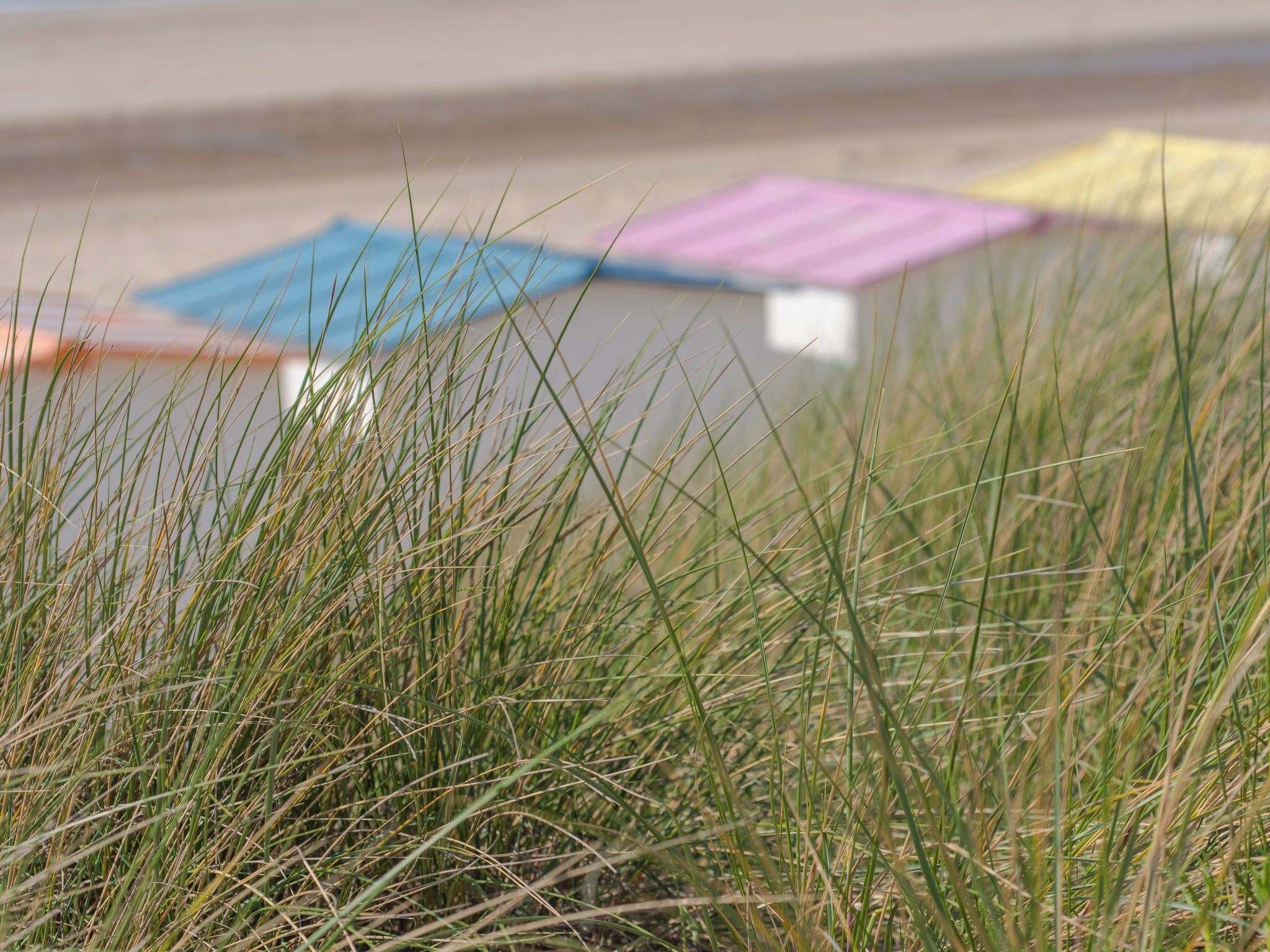 Un gros plan d’herbes hautes dans un environnement naturel.