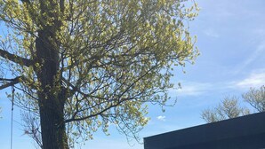 Un sentier bordé d’arbres mène à un bâtiment d’où l’on a une vue sur la mer.