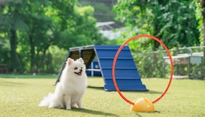 Un perro blanco pequeño sentado en un campo de césped, con un aro rojo y un cono amarillo, y una estructura azul al fondo.