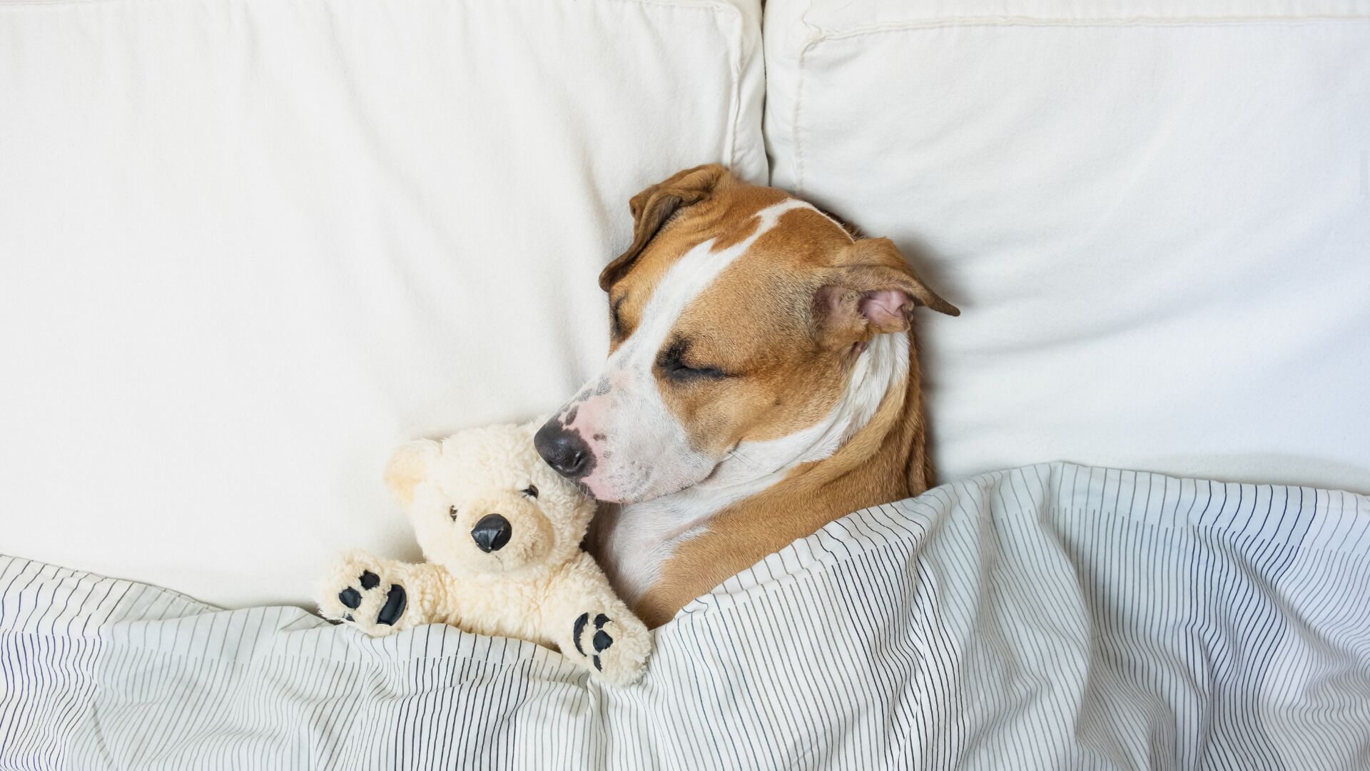 Foto - ibis Styles Fortaleza Shopping Giga Mall