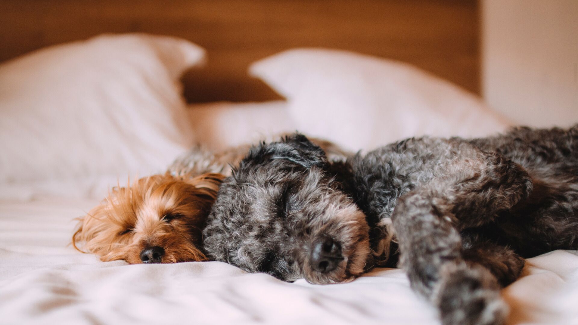 Foto - ibis Styles Fortaleza Shopping Giga Mall