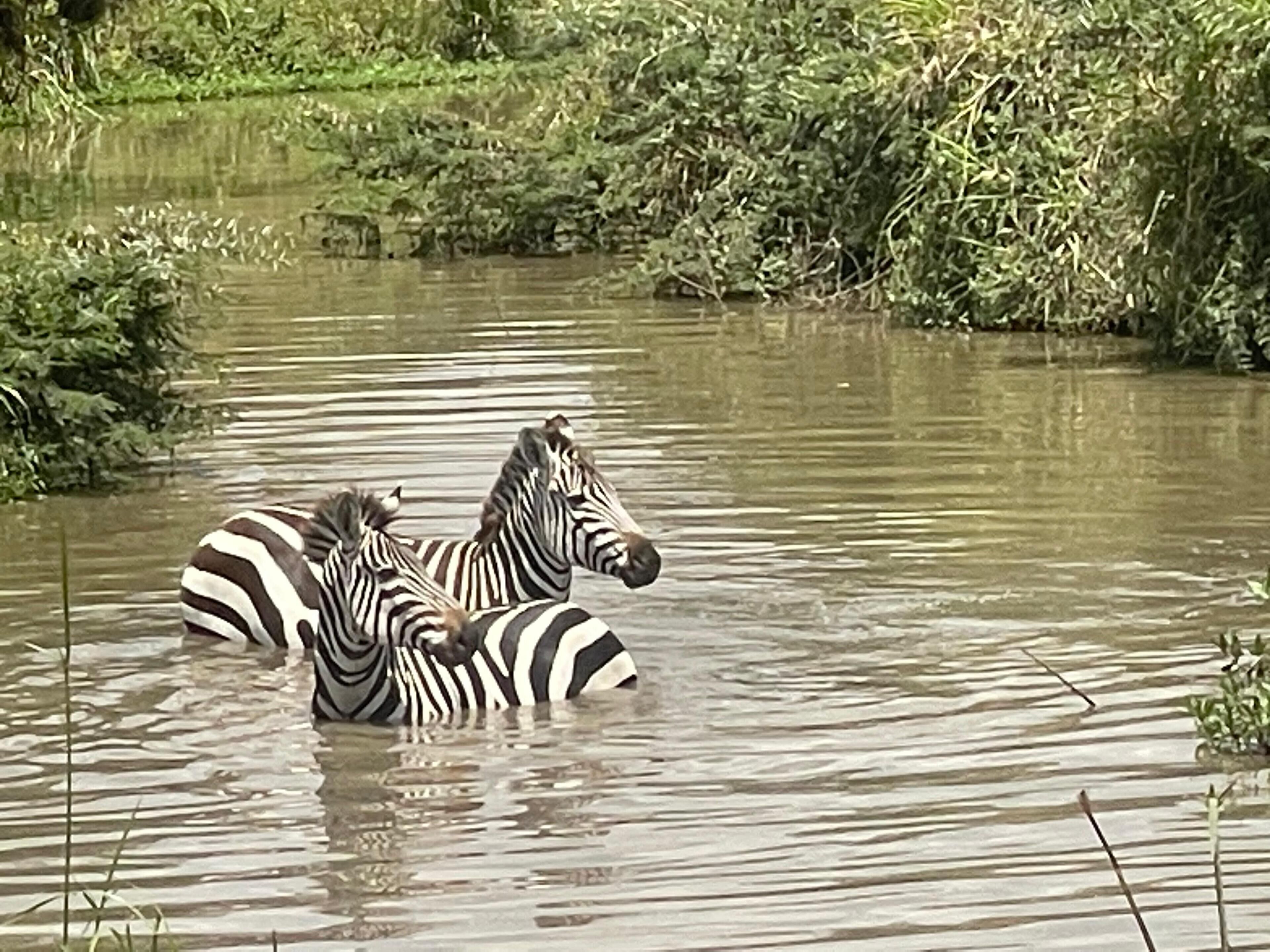 Safari